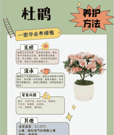 十二月份杜鹃花怎么养殖
