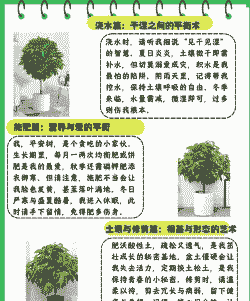 一个月的平安树怎么养殖