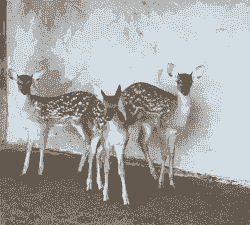 四川梅花鹿苗养殖怎么样