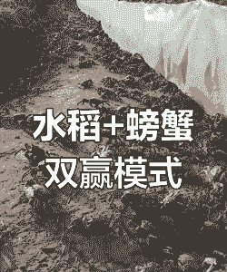 稻田蟹怎么养殖