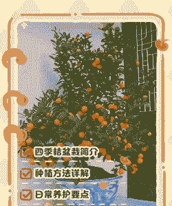 桔子树一年四季怎么养殖