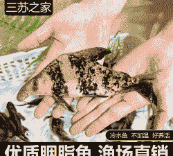 怎么样养殖一帆风顺的鱼