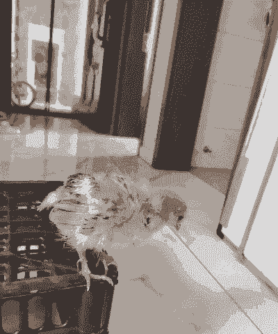 一个月的小鸡怎么养殖的