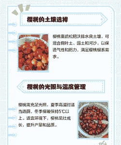 看樱桃怎么养殖