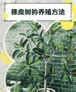 三月份橡皮树怎么养殖