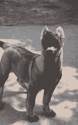 三个月的昆明犬怎么养殖