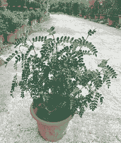 六月份清香木怎么养殖的