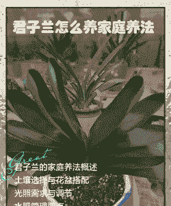 三月份的君子兰怎么养殖