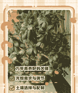 多肉万年青怎么样养殖