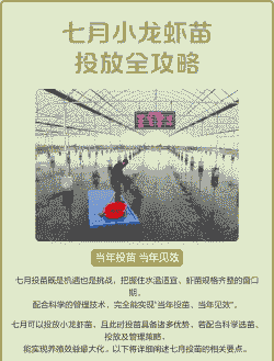 七月份怎么养殖小龙虾呢