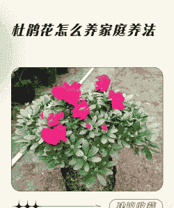 一年四季杜鹃花怎么养殖