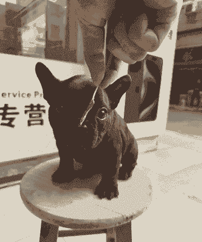 二个月的斗牛犬怎么养殖