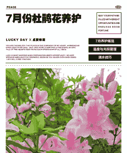 七月份杜鹃花怎么养殖好