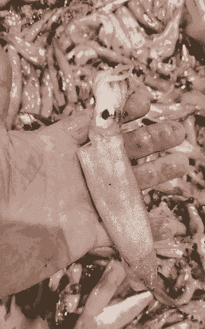 小鱿鱼怎么养殖