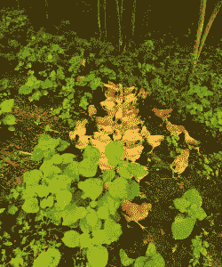 安化养殖怎么养殖