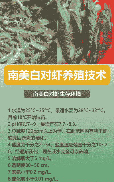 对虾养殖怎么养殖