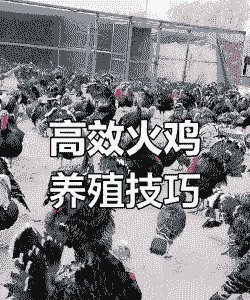 火鸡养殖怎么养殖