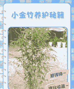 金竹怎么养殖