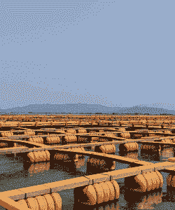 海洋养殖怎么养殖