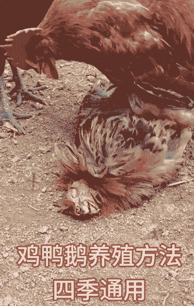养殖鸡鸭怎么养殖