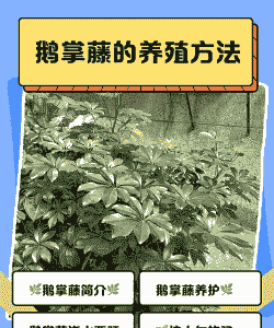 鹅掌怎么养殖养殖