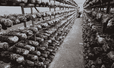 养殖蘑菇怎么养殖