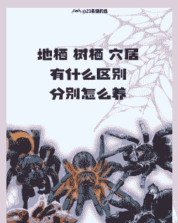 养殖蜘蛛怎么养殖