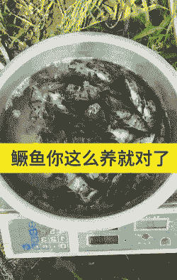 鲑鱼养殖怎么养殖