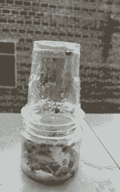 浙江蜗牛养殖怎么养殖