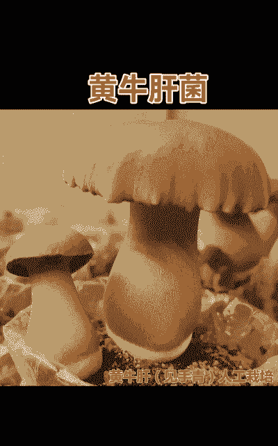 养殖小黄蘑菇怎么养殖