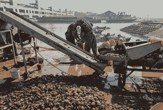 养殖淡水扇贝怎么养殖