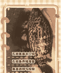 室内养殖斑鱼怎么养殖