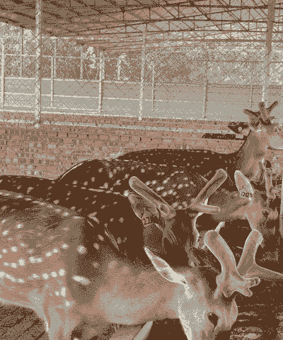 养殖鹿茸怎么养殖的