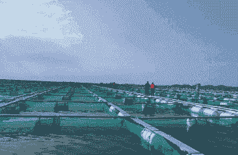 棚内养殖海参怎么养殖