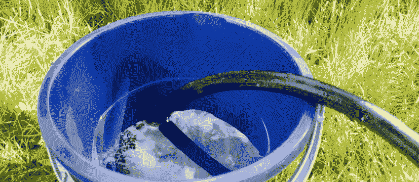 水桶养殖 黄鳝怎么养殖