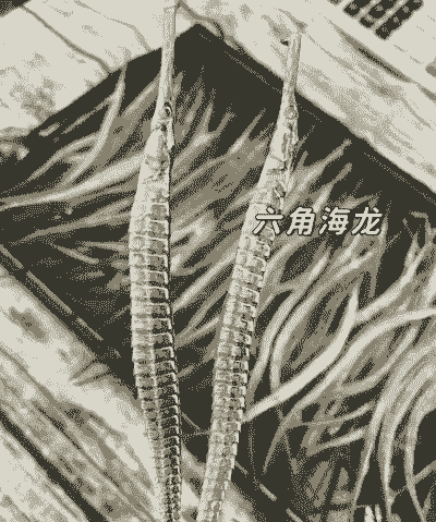 人工养殖海龙怎么养殖