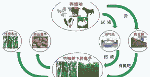 环保养殖怎么养殖