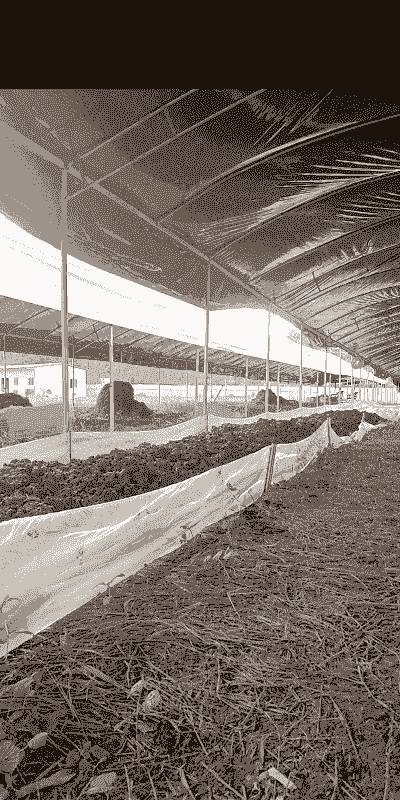 果园养殖地龙怎么养殖