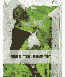 家庭养殖蜗牛怎么养殖