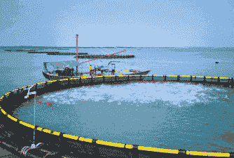 近海养殖怎么养殖的