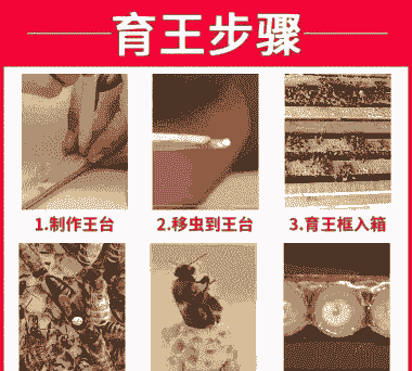 人工养殖蜜蜂怎么养殖