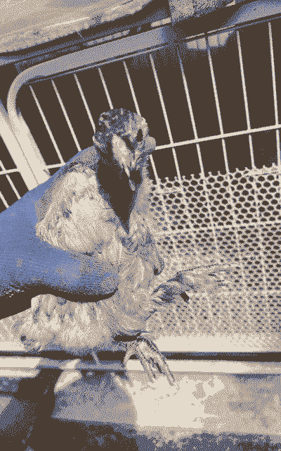 养殖杂交锦鸡怎么养殖