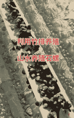 养殖清水石螺怎么养殖