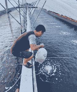 水库养殖草虾怎么养殖