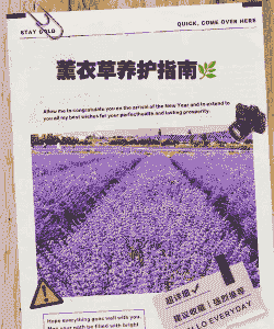 家庭养殖薰衣草怎么养殖