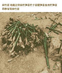 北方养殖竹笋怎么养殖