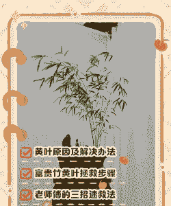 室内养竹子黄叶如何处理 室内养竹子黄叶如何处理