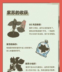 紫苏八月份可以种吗 紫苏八月份可以种吗