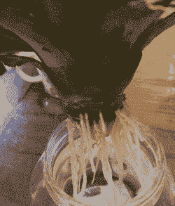 盆栽菠萝冬天怎样防冻 盆栽菠萝冬天怎样防冻