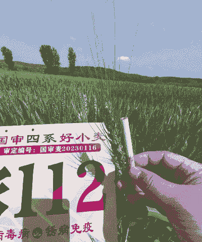 临麦9号小麦审定公告 临麦9号小麦审定公告